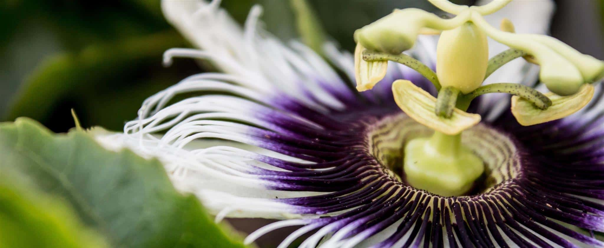 Passionflower