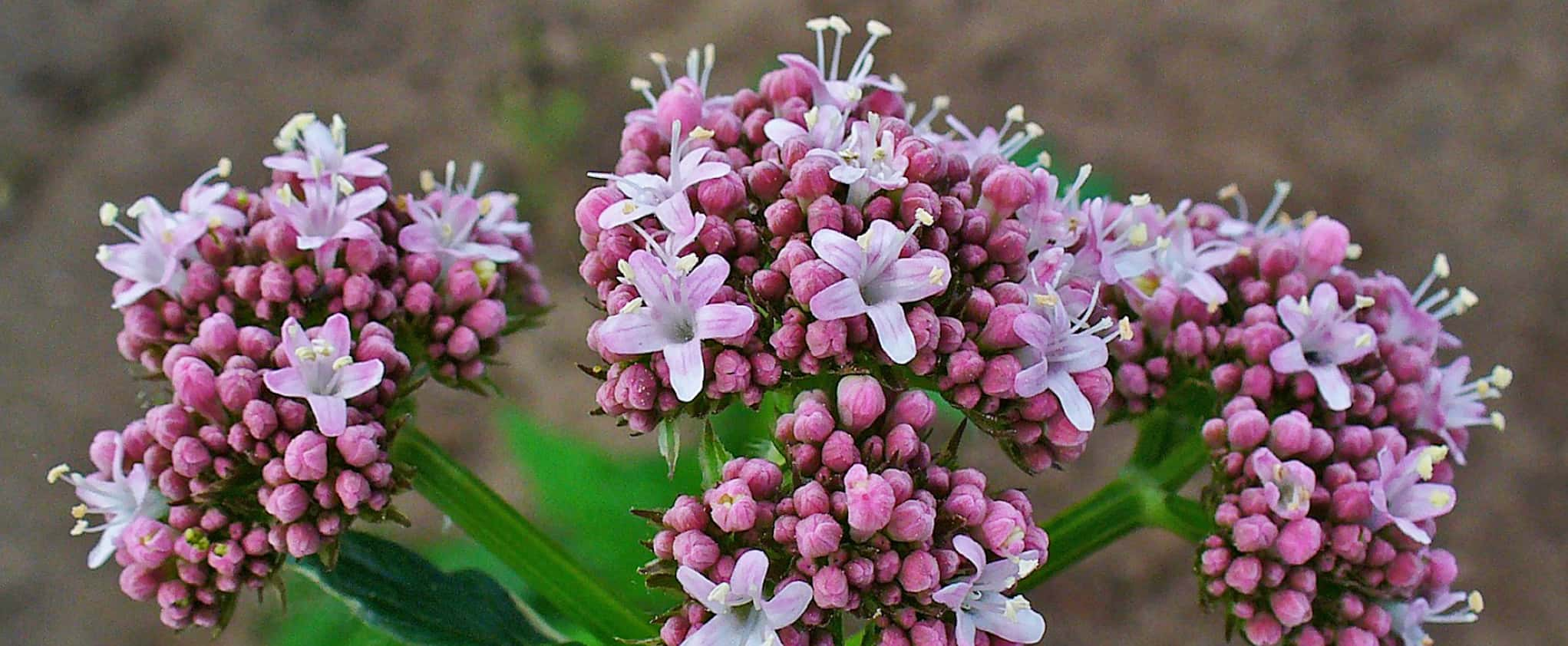 Valerian