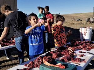 Buffalo Are the Backbone of Lakota Food Sovereignty