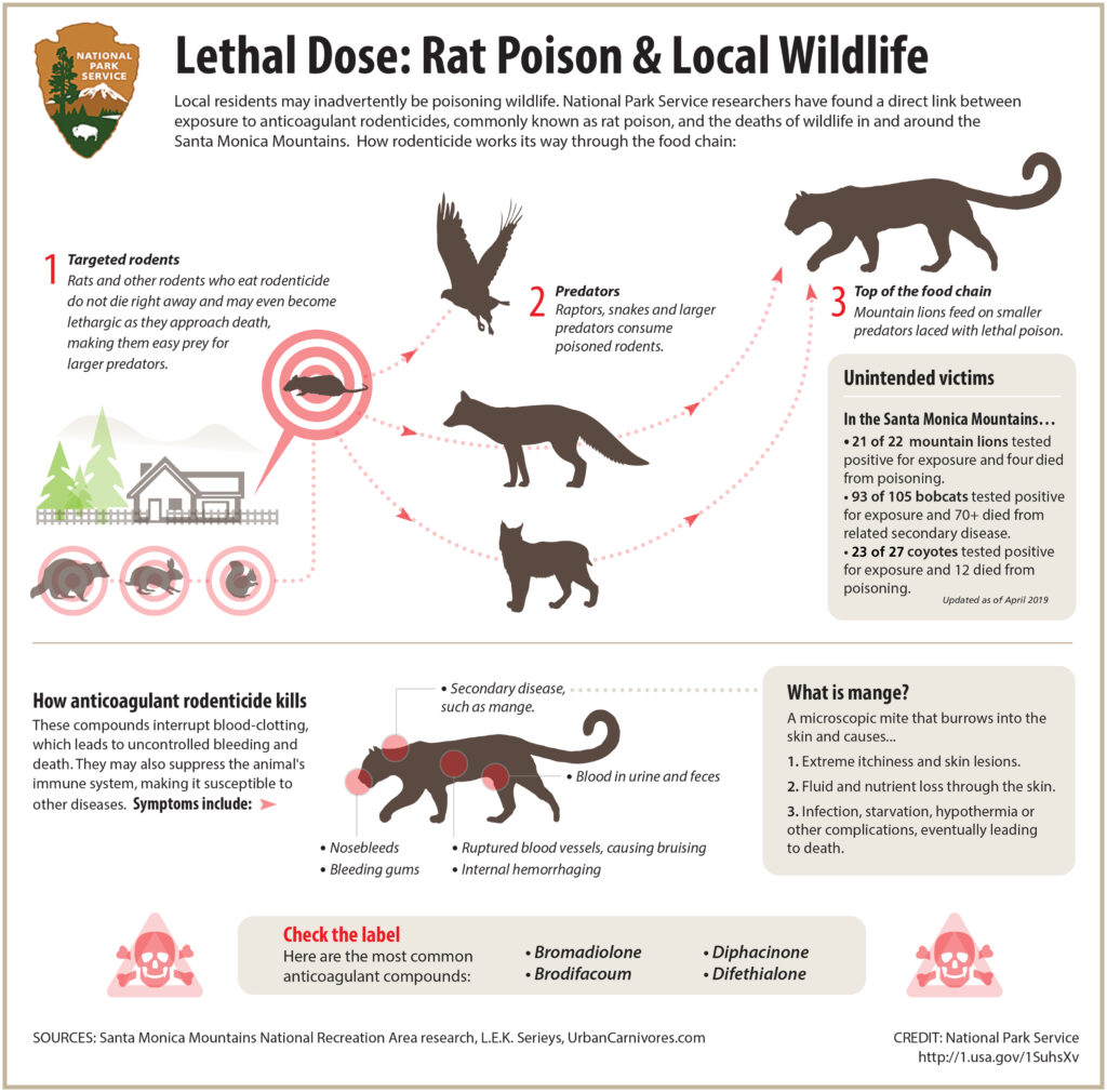 Lethal Rodenticide Food Chain