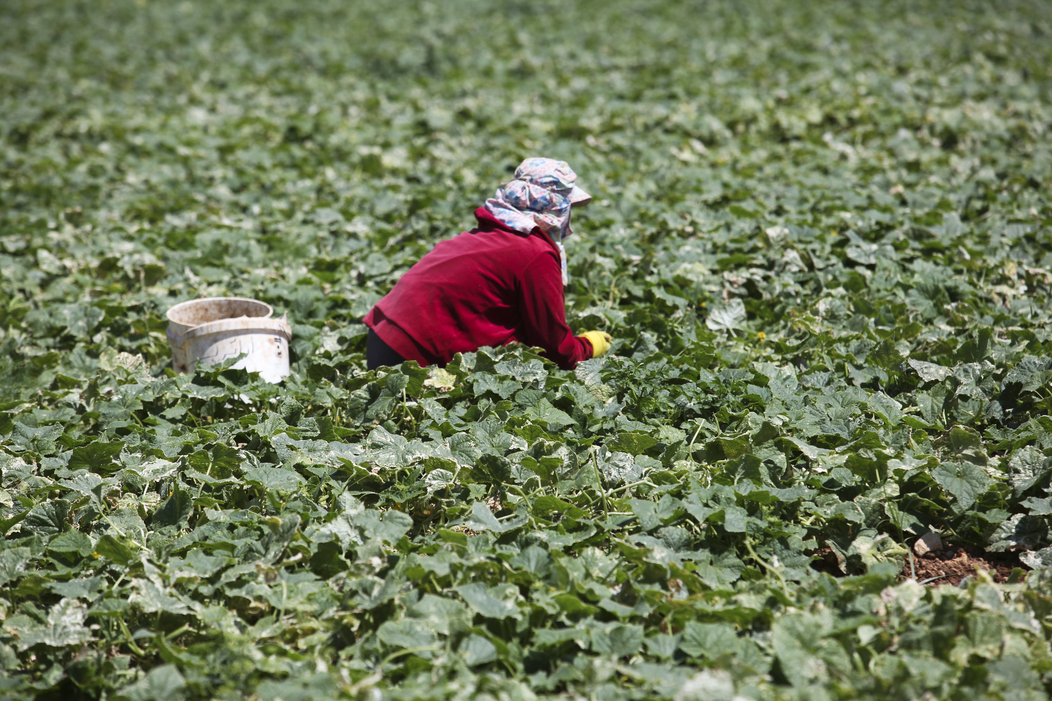 Indigeneity and Farming Under Occupation in Palestine