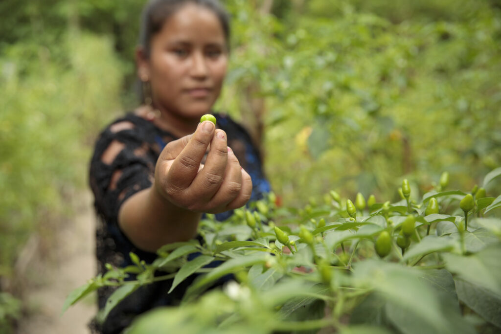 The Role of Women in Traditional Medicine: A Call for Papers